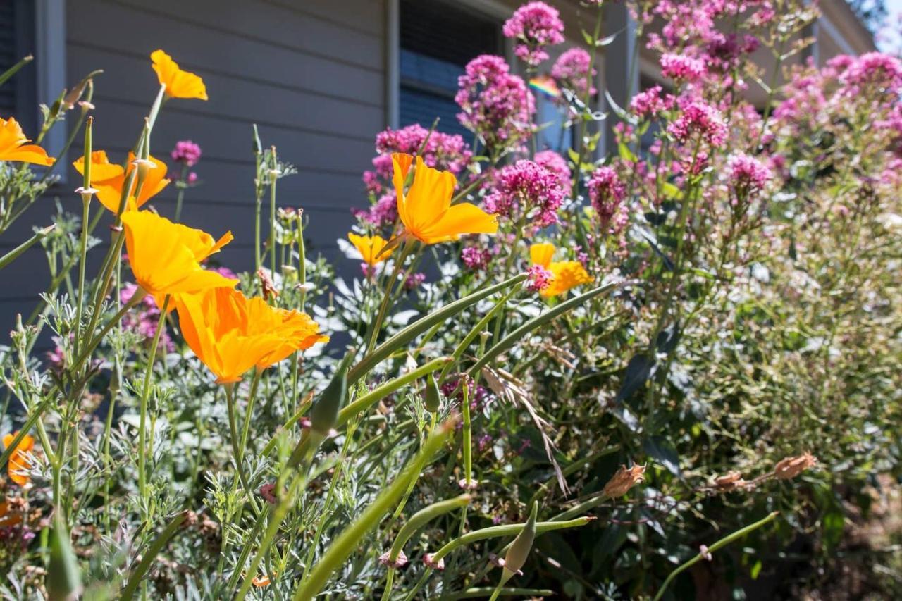 West End Neighborhood Cottage Santa Rosa Luaran gambar